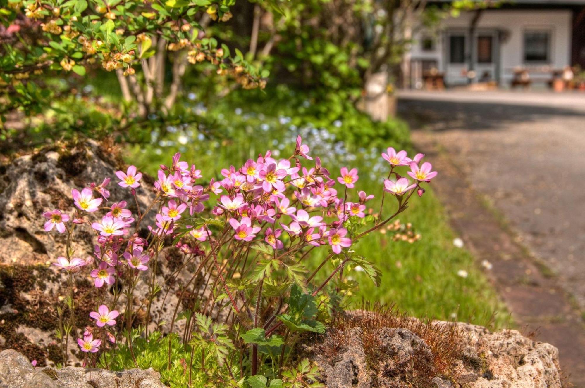 Ferienwohnungen Lindenhof Willingen  Buitenkant foto