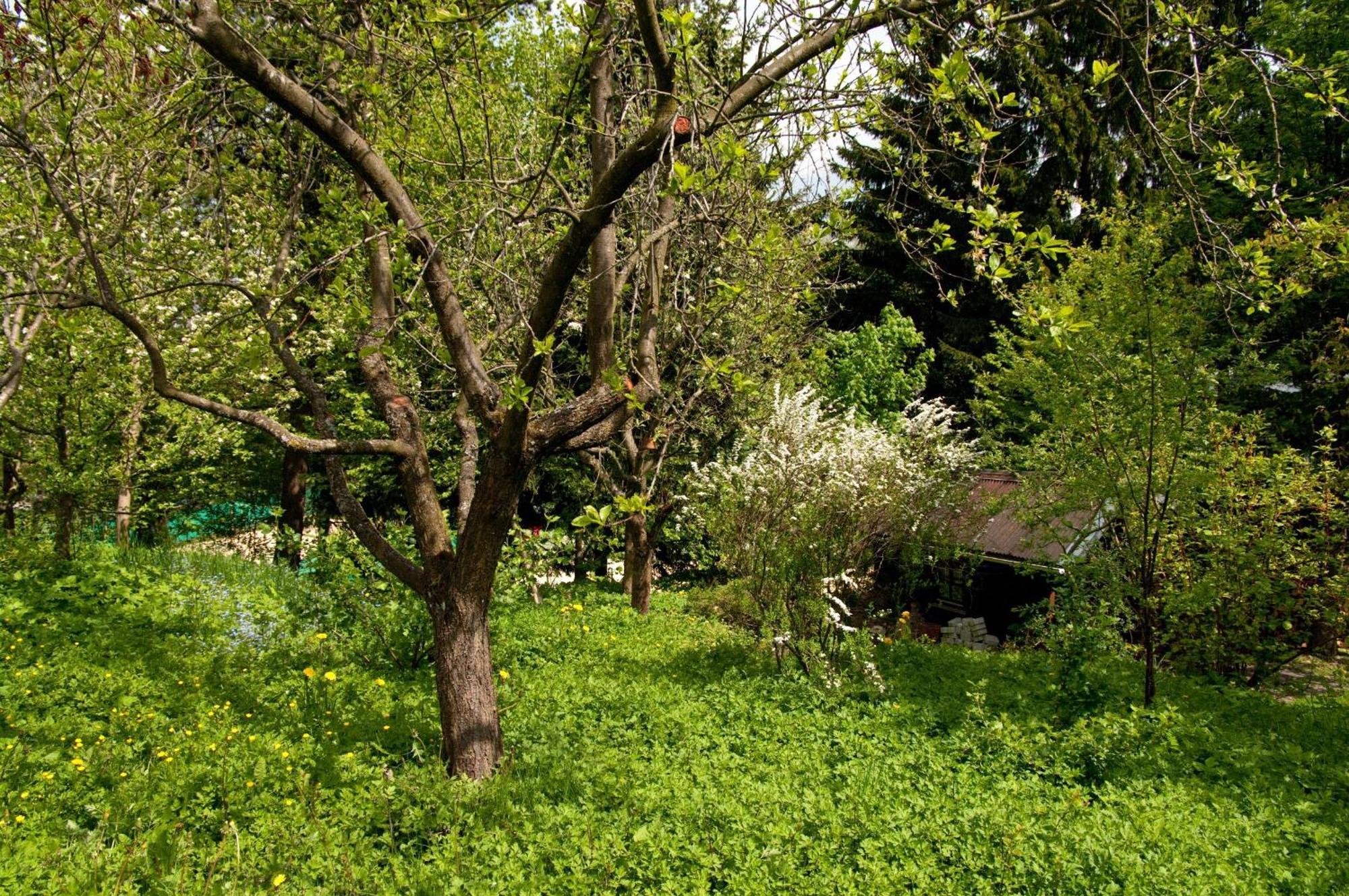 Ferienwohnungen Lindenhof Willingen  Buitenkant foto